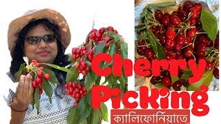 Cherry Picking in California's Orchards: An Unforgettable Experience || SKSAHA-America Darshon