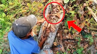 Man finds parrot nest under dead tree, but then the unbelievable happens