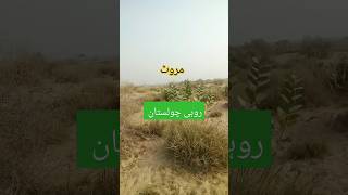 روہی چولستان مروٹ علاقہ