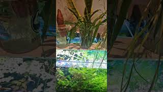 #plantedtanksetup #dailyshorts #breedingtank #guppyfishbreeding #fishaquarium #feedshorts #shorts