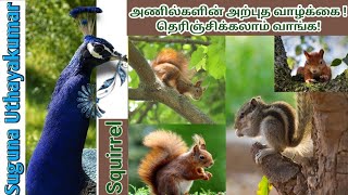 Interesting information about Squirrels | 🐿 அணில்கள் பற்றிய சுவாரஸ்யமான தகவல்கள் | தமிழ் மயில்