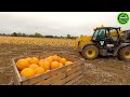 The Most Modern Agriculture Machines That Are At Another Level, How To Harvest Sweet Potatos In Farm