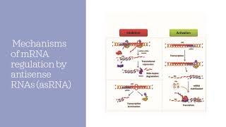 Regulatory RNAs