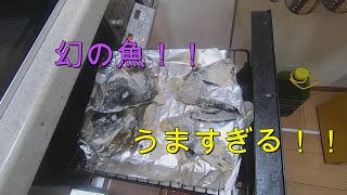 【ヒゲダイ】幻の魚がうますぎた！【塩焼き・唐揚げ】