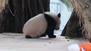 🐼大熊猫奇三妹: 好奇宝宝，一只榕树根还不够再来一根！