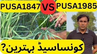 PUSA#1847 Vs PUSA#1985 | Shahid Mehmood Awan | Awan Rice Mills Research Farm | #weather