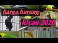 Harga burung kicau 2020