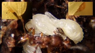 Phoretic Mites waiting on Ant Pupae