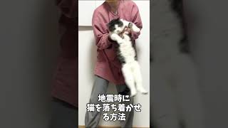 地震時に猫を落ち着かせるせる方法　飼い主が揺れてると勘違いして落ち着くらしい　#地震　#石川地震　#もちまる日記