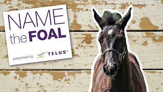 Foal #1 is getting bigger! 2020 Spruce Meadows Name the Foal, presented by TELUS