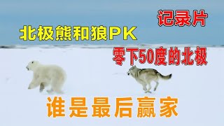 零下50度的北极，北极熊和狼PK，谁将是最后的赢家？画面惊险刺激