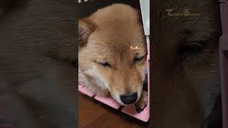 超ねむいむぎ　#豆柴のいる暮らし #豆柴子犬 #豆柴ベビー #豆柴パピー #mameshiba #shibainu #寝落ち寸前 #まめしばむぎ #豆柴 #犬の動画