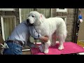 お利口にブラッシングを受けるルンルンとめんどくさそうなアランです　great pyrenees　グレートピレニーズ