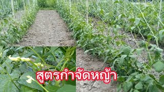 สูตรกำจัดหญ้าแบบรวดเร็ว ผักงามเร็ว