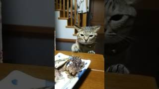 秋刀魚を食べたいけど食べれない猫