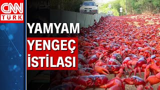 Kırmızı yengeçler okyanus yolunda