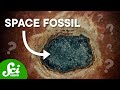 These Fossils Came From Space (But Aren’t Aliens)