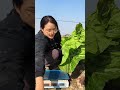 来我的小菜园采收包心芥菜啦芥菜 关注我一起学种菜 自己种的纯天然的绿色蔬菜 我的小菜园 种植小技巧