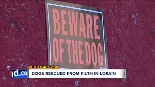 Lorain police remove 21 dogs from filthy conditions