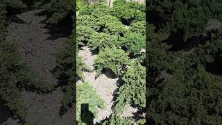 Our favorite spreading evergreen: Japanese Garden Juniper #shorts