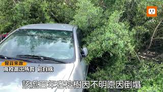 無風無雨 毀車壓傷人 南投6樓高大榕樹突裂兩半