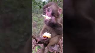 Monkey Life #MonkeyFight #FunnyMonkey #Feedingmonkey #shorts #youtubeshorts #shortsfeed