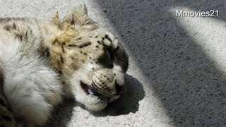 ユキヒョウが横になって伸び〜〜〜Snow Leopard