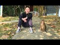 dad finds nuts around for monkey kaka to eat comfortably