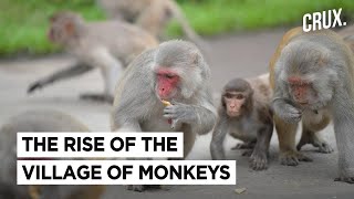 More Monkeys Than Humans in This Karnataka Village, Locals Relocating To Escape Monkey Menace