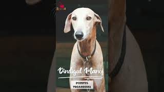 Best quality kanni puppy’s from Biryani city #shorts #kannidog  #chippiparai  #kanni