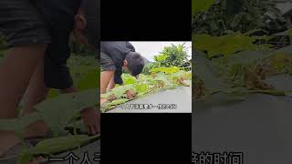 男孩獨自下山賣黃瓜，掙錢以后給小雪買藥 #荒野求生 #荒野独居 #求生挑战 #生存挑战 #荒野