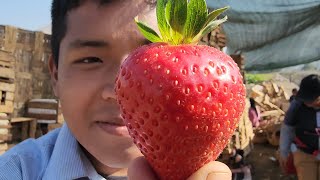 Gran Producción de Fresas Orgánicas 🍓😋- Lima , ctra Canta km 36