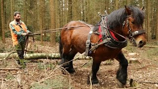 Holzernte mit Pferden für schöpfungsorientierte Waldnutzung