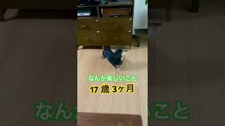 20歳2ヶ月で旅立ったもも　#shorts #ミニチュアダックス　#シニア犬