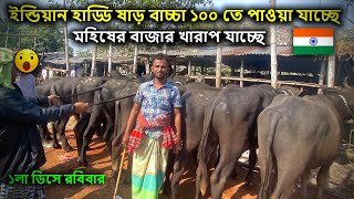 ইন্ডিয়ান হাড্ডি ষাড় বাচ্চা মহিষের বাজার | ১লা ডিসেম্বর | সিটি হাট