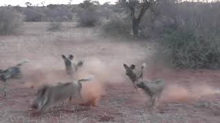 Relentless Wild Dogs Dig Out Warthog – Intense Safari Encounter!