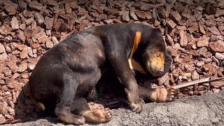 キョウコさんも寝てる🐻💤　3月14日 上野動物園