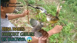 trik cepat mikat burung ciblek 👍