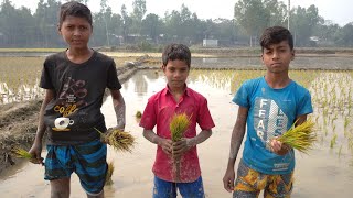 বাংলাদেশে ধান রোপন করার জন্য চায়না মেশিন নয় বাংলার ছেলেরা যথেষ্ট দেখুন তাদের প্রতিভা#jamuna24bd