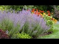 15 best drought resistant perennials perennials that needs less water sum loving perennials