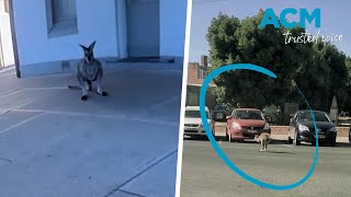 Curious wallaby caught wandering through Mudgee businesses