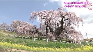 ＜ふくしま桜紀行＞　三春滝桜・紅枝垂地蔵ザクラ　一本桜番付　東西横綱が見ごろ　 (21/04/02 19:50)