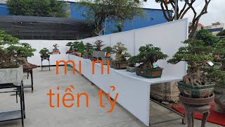 DÀN BONSAI TIỀN TỶ TẠI TRIỂN LÃM NINH BÌNH 2022.