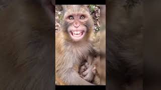 funny monkey 🐵 video smile monkey video haste hua bandar #shorts #short #bestshort #youtubestshort