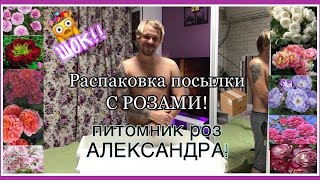 Розы АЛЕКСАНДРА | Распаковка ПОСЫЛКИ