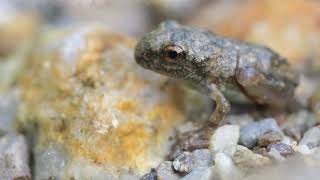 【サウンドスケープ】日本の音風景100選～宮城県・広瀬川のカジカガエルと野鳥〜