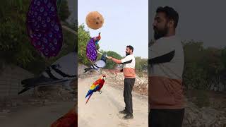 Rounding coconut to Duck, Peacock, Pigeon\u0026 Parrot - Birds names magic video