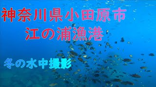 【江の浦漁港】冬の湘南エリアで水中撮影！思いのほか魚影が濃い！【神奈川県小田原市】