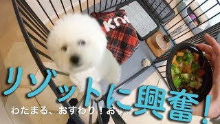 子犬用のリゾットを料理！温野菜を美味しそうに食べるビションフリーゼ