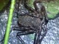 Tailless Whip Scorpion - Amblypygi Drinking Behavior (Damon diadema) P-1